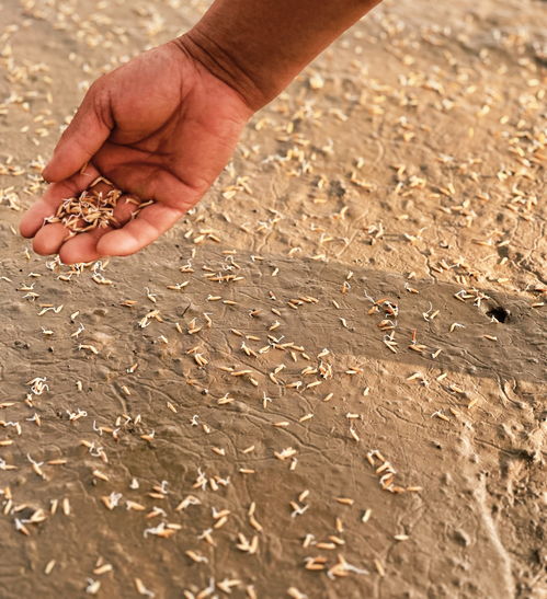 揭秘“太空种子”：遨游宇宙后的特别之处