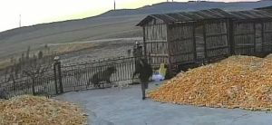 黑龙江东北虎伤人 直击最新进展