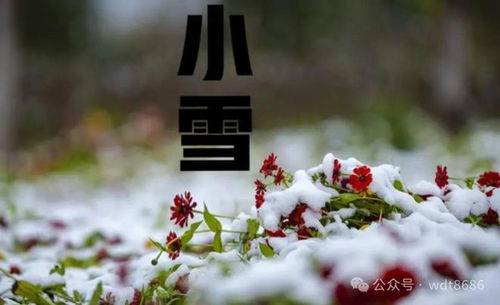今日小雪：感受冬日的温柔与宁静