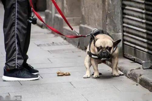 惊险一刻：女子被两大型犬撕咬，司机鸣笛驱赶