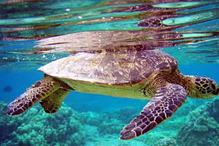 菲律宾村庄村民分食海龟致3人死亡：一场悲剧背后的反思