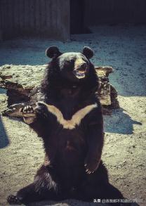 惊魂一刻：夫妻家中遭黑熊袭击，幸无生命危险，黑熊将用于科研