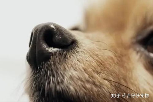 狗是如何判断主人是去上班还是去玩的？