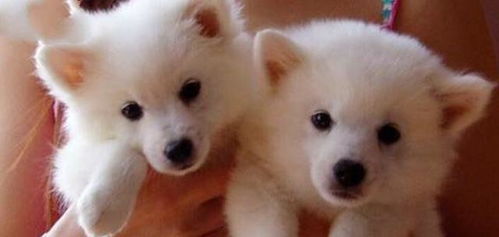 警惕“银狐”病毒：微信群里的财务、税务骗局