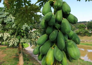 与木瓜树的不解之缘：从故土到心灵的寄托