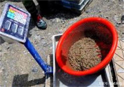 黄河为什么不让淘铁砂？背后的故事与保护意义