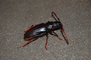 周末记录：与小天牛的奇妙相遇