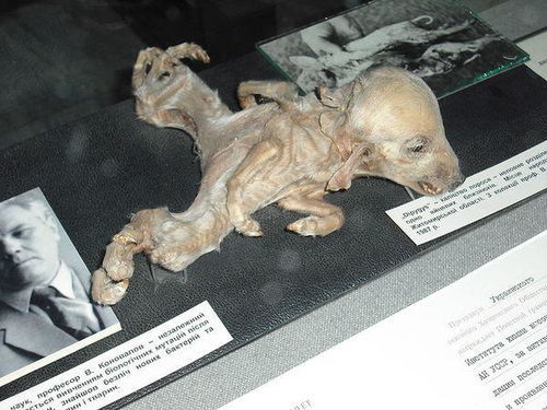 切尔诺贝利附近的狗真的对辐射免疫了吗？科学家的最新发现令人震惊