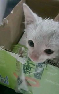 佛山水塘死猫事件背后的真相与反思