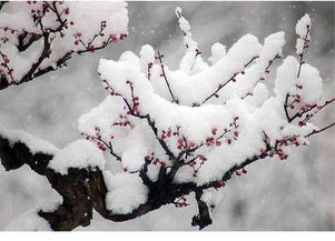 张国伟的冬日梅花：坚韧与美丽的邂逅