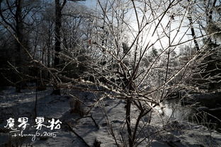 寻找冬天的颜色：我与抖音上的冬日奇缘