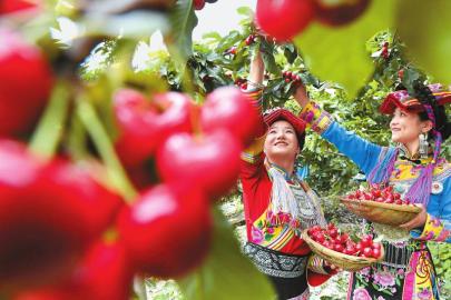 车厘子直播间喊出“地板价”，从业者揭秘：品质参差不齐，十斤车厘子利润仅5-10元
