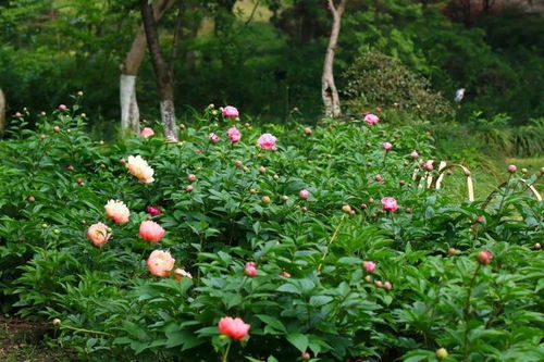 有一种中式审美叫牡丹花开
