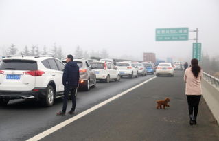 高速拥堵20公里，有人下车遛狗：一场交通乱象的深度剖析