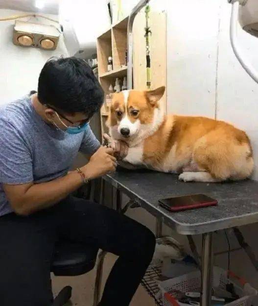 脸被咬穿！武汉男子学狗语驯狗，刚一开口就被扑咬！他说了啥？