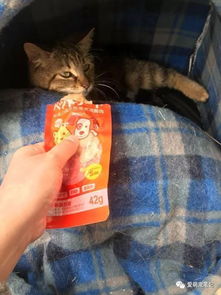 网友连狗带窝一起打包回家过年：春运中的温馨与趣味