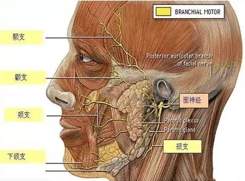 T1提拔二队AD Smash对战KT首发，Gumayusi替补：背后的原因是什么？