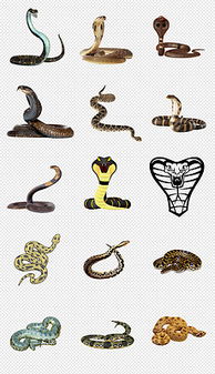 探秘蛇纹样背后的象征意义