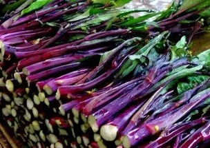 两根菜薹卖18888元？背后的故事与真相