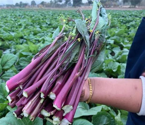 两根菜薹卖18888元？公司负责人：只是营销手段，已下架