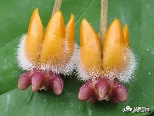 蛇年第一天接好运：我的特别经历