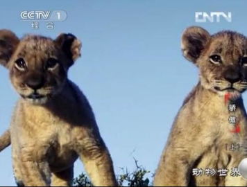 一只小狮子的成长：从云端到现实