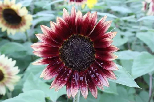 9.9万就能拥有一个机械太奶？背后的故事