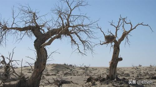 山西没一棵树会黑着过年：灯火辉煌映照新年希望