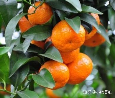 揭秘砂糖橘上的小洞：真相原来是这样！