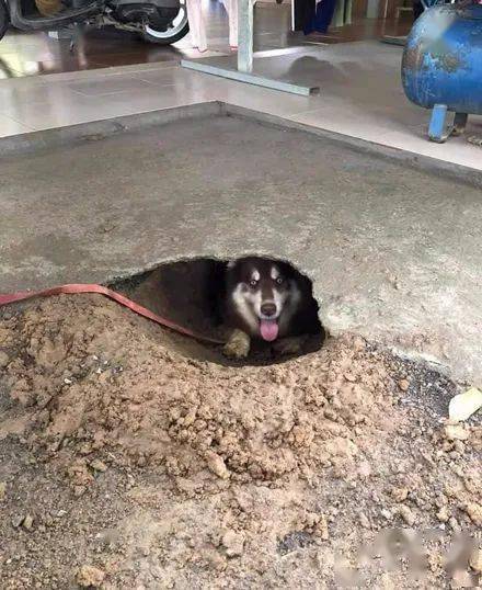 城里狗子回老家被鞭炮吓得要开车走：从宠物视角看城乡差异