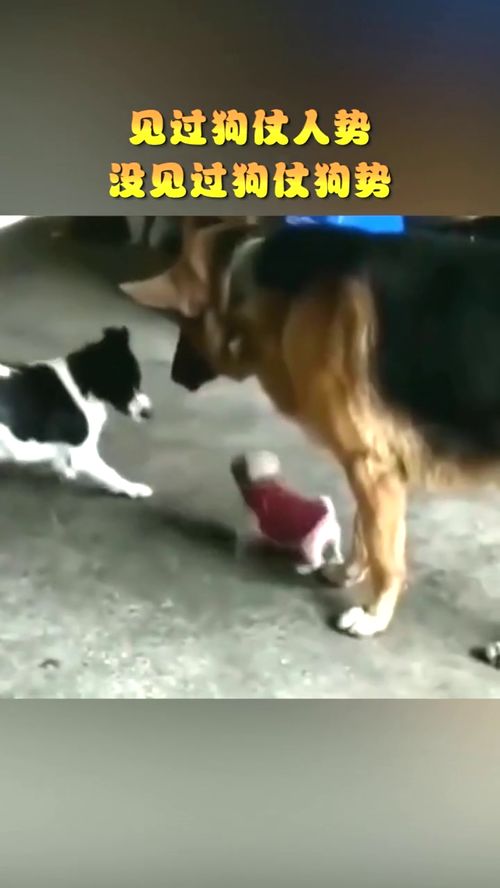 第一次见人仗狗势！孩子拜年被村里狗吓到，随后“汪汪队”出动找回面子