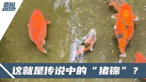 趵突泉“猪鲤”减肥失败背后：从锦鲤到网红，再到健康守护者