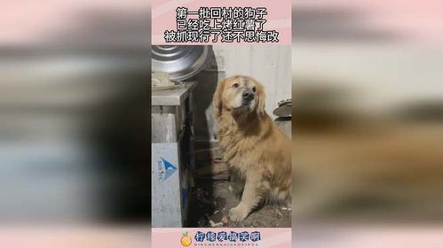 第一批回村的狗子已有掉进粪坑的了：乡村春节里的意外与温情