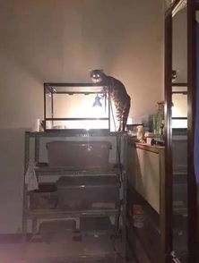 家里的机关密室派上用场了：抖爸的神秘邀请与隐藏的秘密