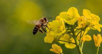 春节假期遇立春节气：传统与现代的碰撞
