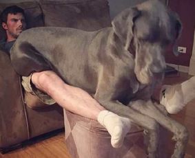 狗子坐主人腿上一本正经看电视：温馨的家庭时光