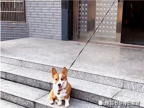 柯基回农村撞见硬茬土狗被碾压：宠物与土狗的乡村遭遇