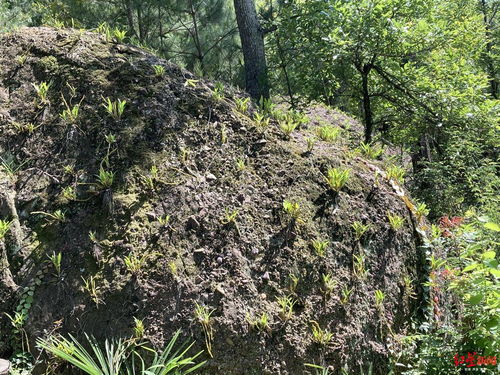 白色橄榄树与四川农村的新年故事