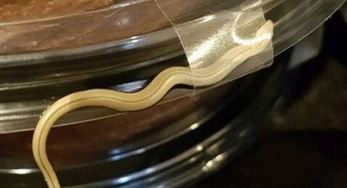 小蛇糕玩法：创意无限的趣味手工