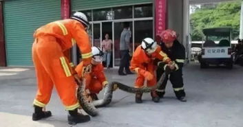 普陀山的万能消防员：守护平安的铁血柔情