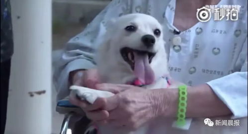 爷爷的智慧：小狗咬人后的特别教育