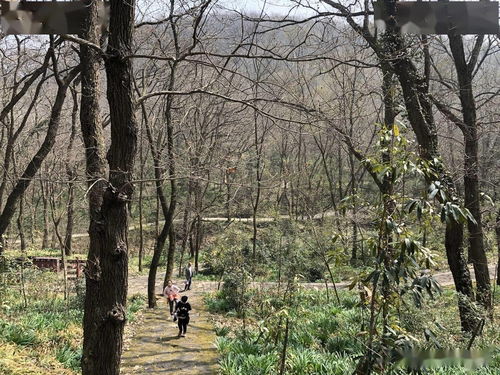 大年初六遇立春：感受传统与现代交织的美好