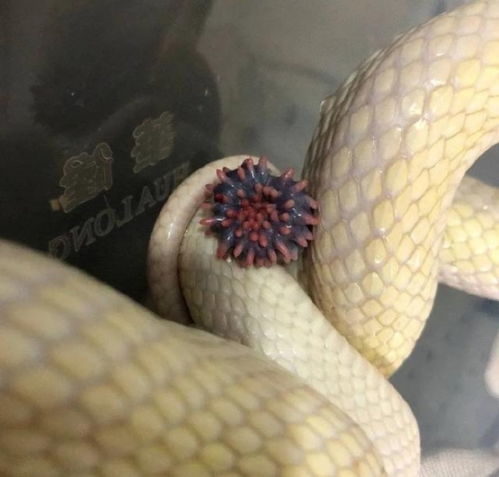 关于「蛇」的冷知识，你绝对想不到！