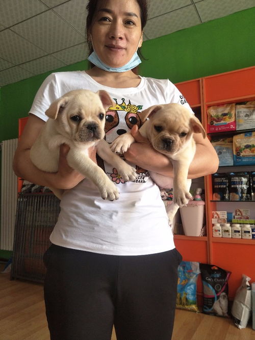 闺蜜带狗上门求寄养，狗竟熟练往里冲！