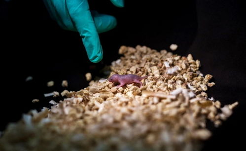 见证奇迹：两个父亲的小鼠成功存活至成年，中国科学家再次突破生命科学极限