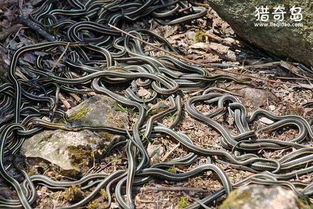 探寻中国历史上的蛇地名：背后的文化与传说