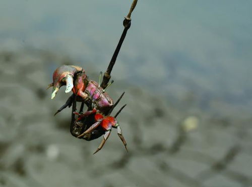 中国掌握荡蟹手艺的不足5人：当涂螃蟹背后的故事