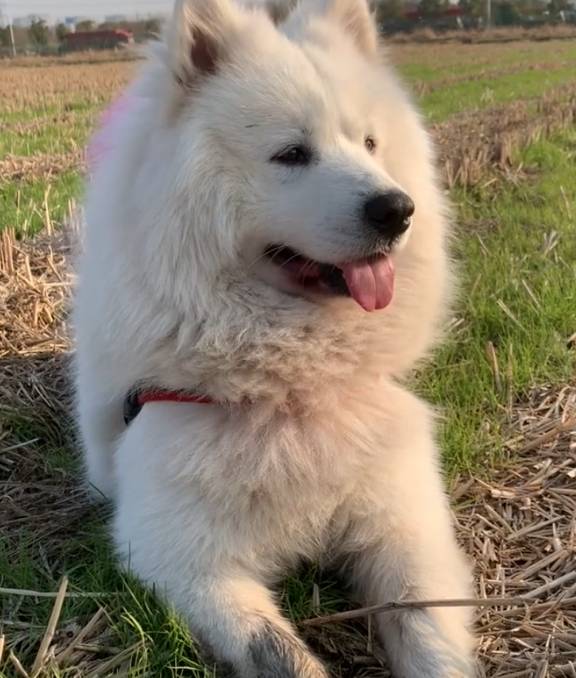 狗子跟主人回村后天天想着要回家：一段温暖又感人的故事