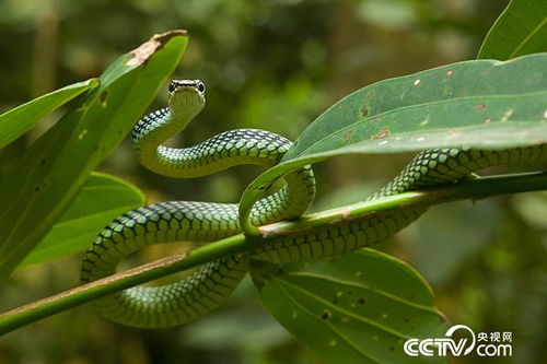 探寻蛇在中国传统文化中的神秘形象