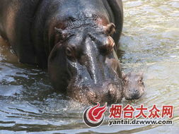 28岁河马离世，饲养员手写讣告：生命的最后告别